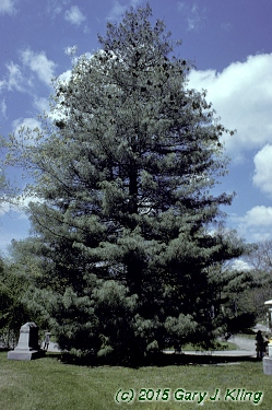 Pinus wallichiana