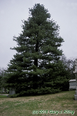 Pinus wallichiana