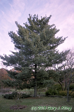 Pinus wallichiana