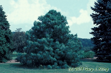 Pinus wallichiana