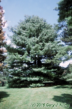 Pinus wallichiana