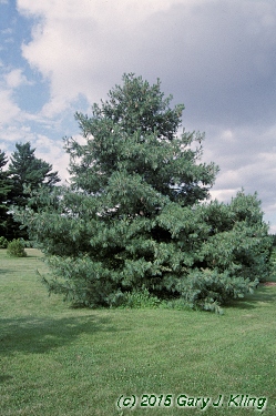 Pinus wallichiana
