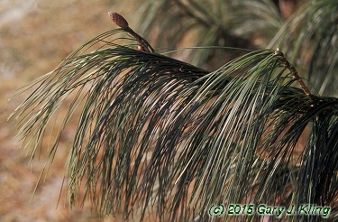 Pinus wallichiana