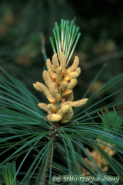 Pinus wallichiana
