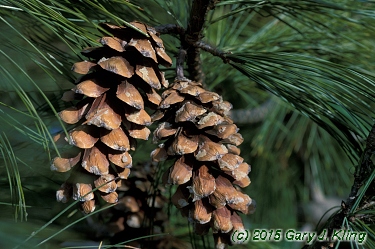 Pinus wallichiana
