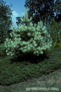 Pinus densiflora 'Oculus-draconis'