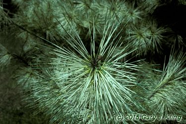 Pinus densiflora 'Oculus-draconis'