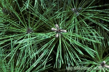 Pinus densiflora 'Umbraculifera'