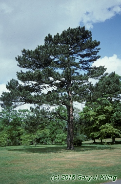 Pinus nigra