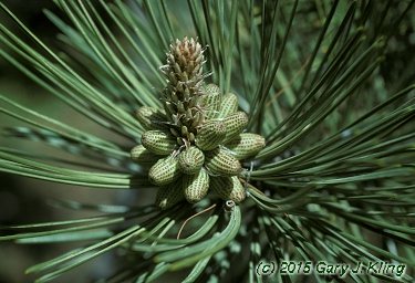 Pinus nigra