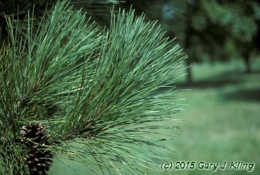 Pinus resinosa
