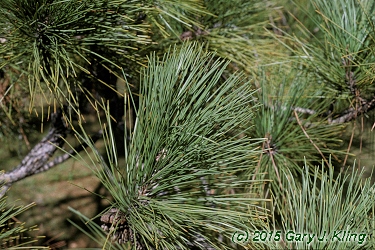 Pinus resinosa