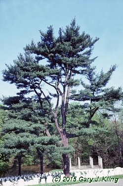 Pinus strobus