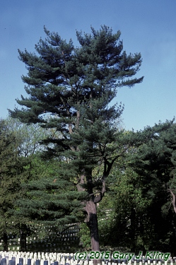 Pinus strobus