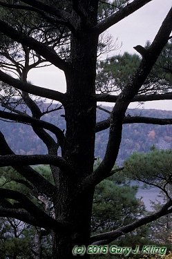 Pinus strobus