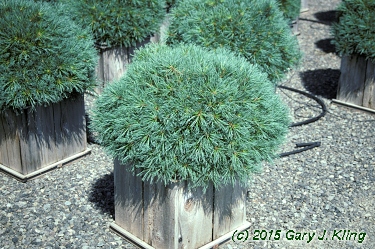 Pinus strobus 'Blue Shag'