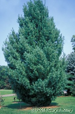 Pinus strobus 'Fastigiata'