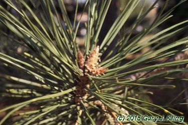 Pinus sylvestris