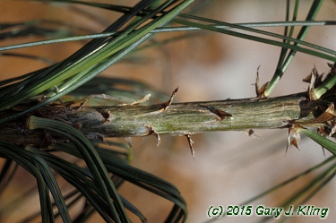 Pinus wallichiana
