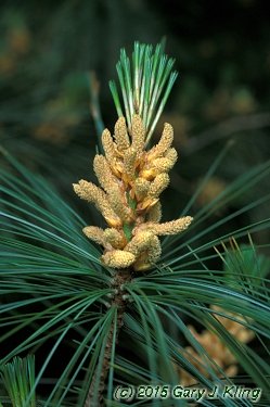 Pinus wallichiana