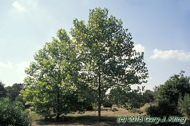 Platanus x hispanica 'Columbia'