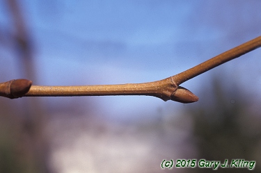 Platanus occidentalis