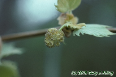 Platanus occidentalis