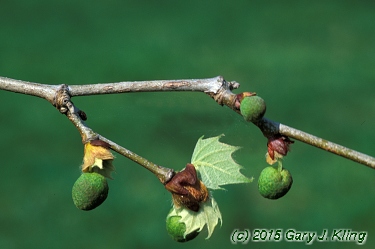 Platanus occidentalis