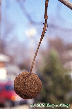 Platanus occidentalis
