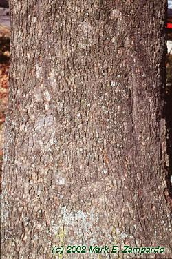Platanus occidentalis