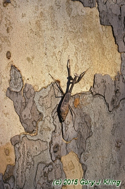 Platanus occidentalis