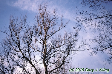 Platanus occidentalis