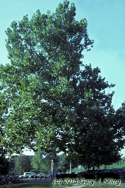 Platanus occidentalis