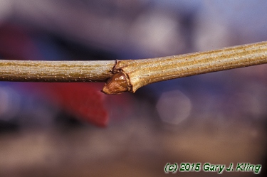 Platanus occidentalis