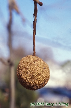 Platanus occidentalis