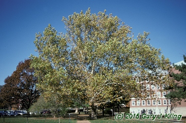 Platanus occidentalis