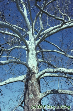 Platanus occidentalis