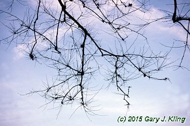 Platanus occidentalis