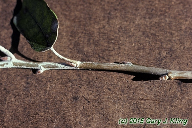 Populus alba