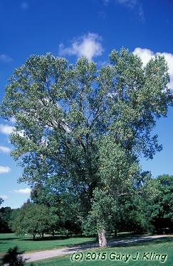 Populus deltoides