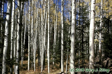 Populus tremuloides