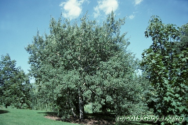 Populus tremuloides