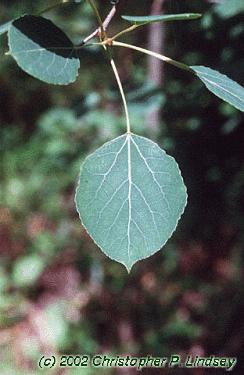 Populus tremuloides