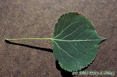 Populus tremuloides