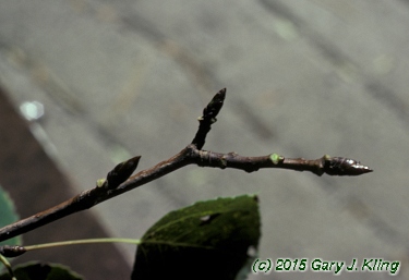 Populus tremuloides