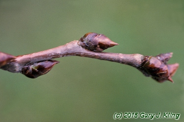 Populus tremuloides