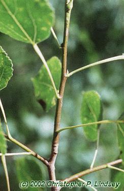 Populus tremuloides