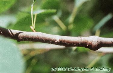 Populus tremuloides