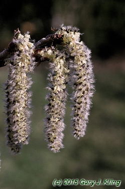 Populus tremuloides