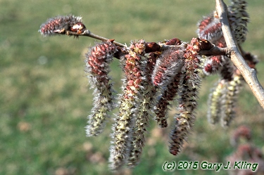 Populus tremuloides